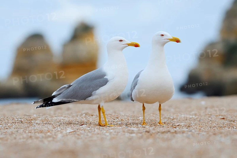 Mediterranean gulls (Larus michahellis), pair on the beach, Algarve, Portugal
