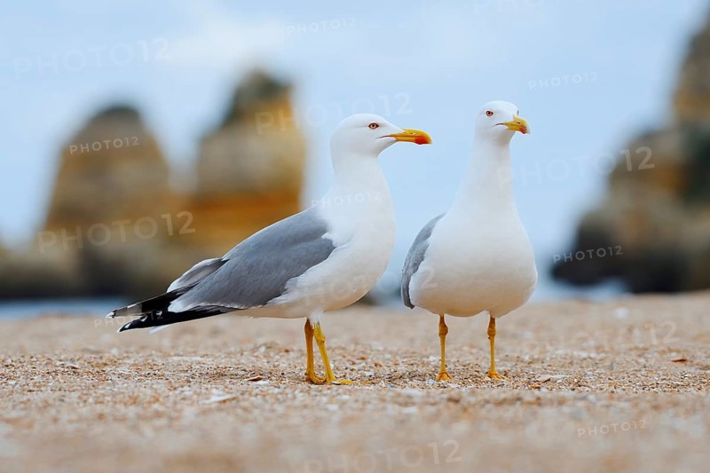 Mediterranean gulls (Larus michahellis), pair on the beach, Algarve, Portugal