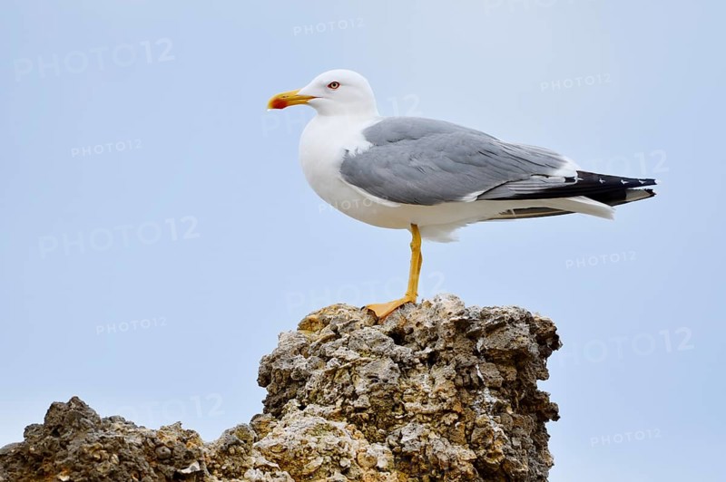 Mediterranean Gull (Larus michahellis) standing on a stone, Algarve, Portugal