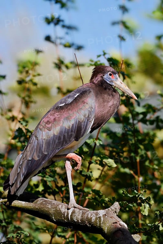 Abdim's stork or rain stork (Ciconia abdimii) stands on a branch, captive, occurrence in Africa