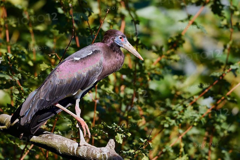 Abdim's stork or rain stork (Ciconia abdimii) stands on a branch, captive, occurrence in Africa