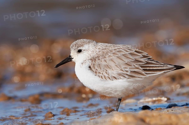 Sanderling (Calidris alba) in its final plumage, Algarve, Portugal