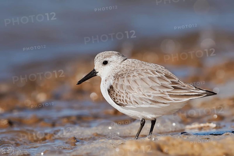Sanderling (Calidris alba) in its final plumage, Algarve, Portugal