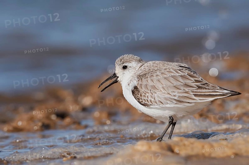 Sanderling (Calidris alba) in its final plumage, Algarve, Portugal