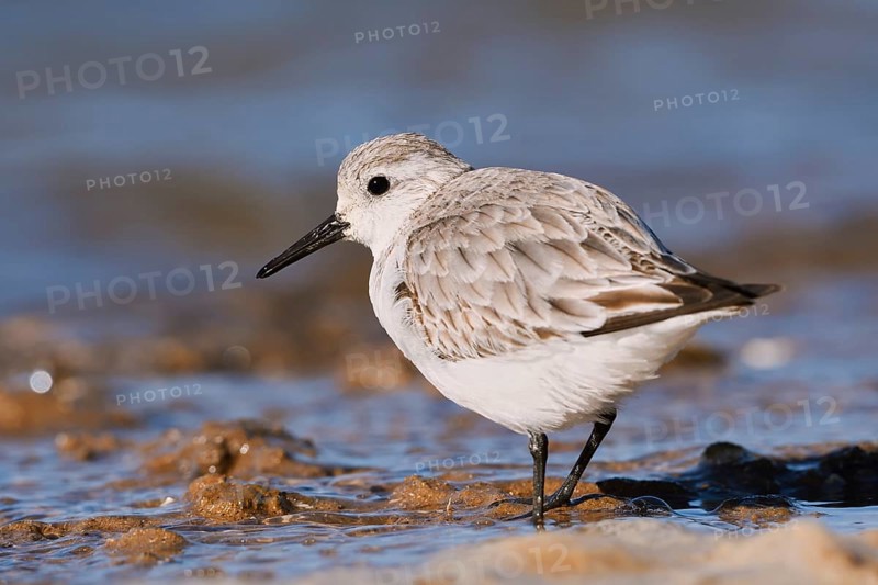 Sanderling (Calidris alba) in its final plumage, Algarve, Portugal