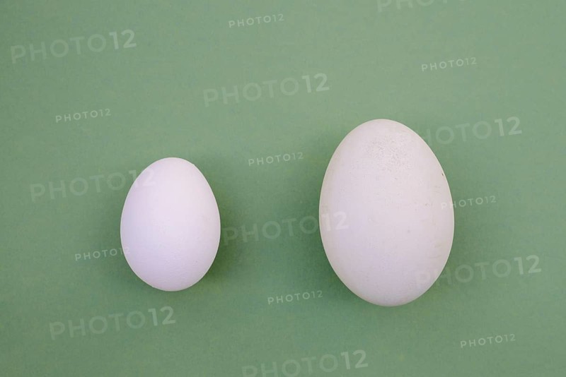 Eggs from the Dalmatian pelican (Pelecanus crispus) and domestic fowl (Gallus gallus domesticus)