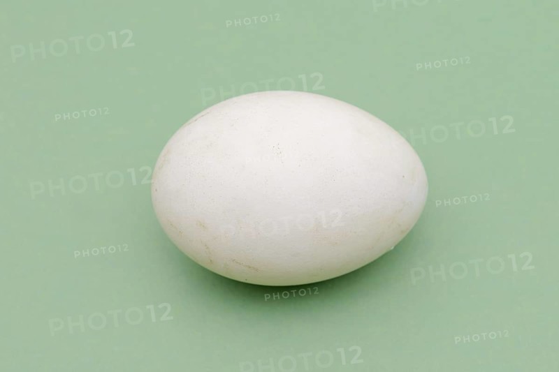 Dalmatian pelican (Pelecanus crispus), egg