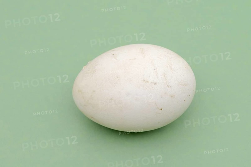 Dalmatian pelican (Pelecanus crispus), egg