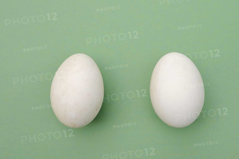Dalmatian pelican (Pelecanus crispus), eggs