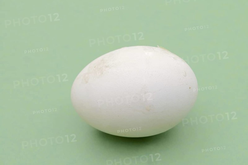 Dalmatian pelican (Pelecanus crispus), egg
