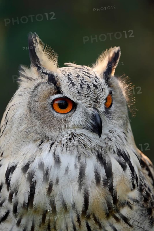 Turkmen Eagle Owl or Turkmen Eagle Owl (Bubo bubo omissus), portrait, captive, occurrence in Asia