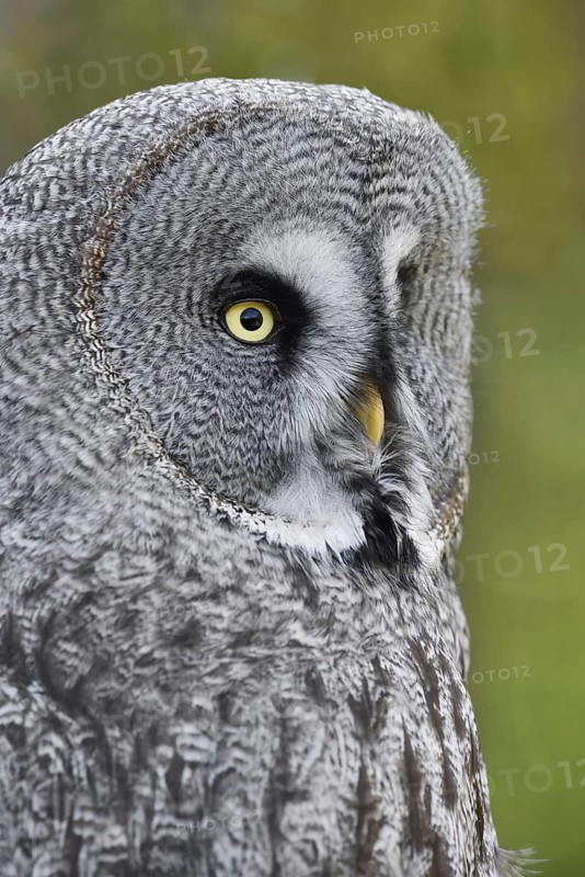 Bearded Owl (Strix nebulosa), portrait, captive, Germany