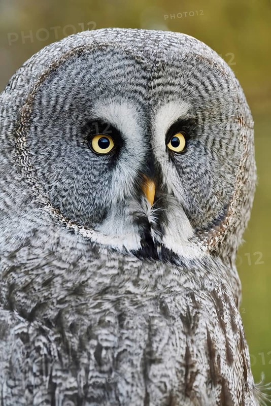 Bearded Owl (Strix nebulosa), portrait, captive, Germany