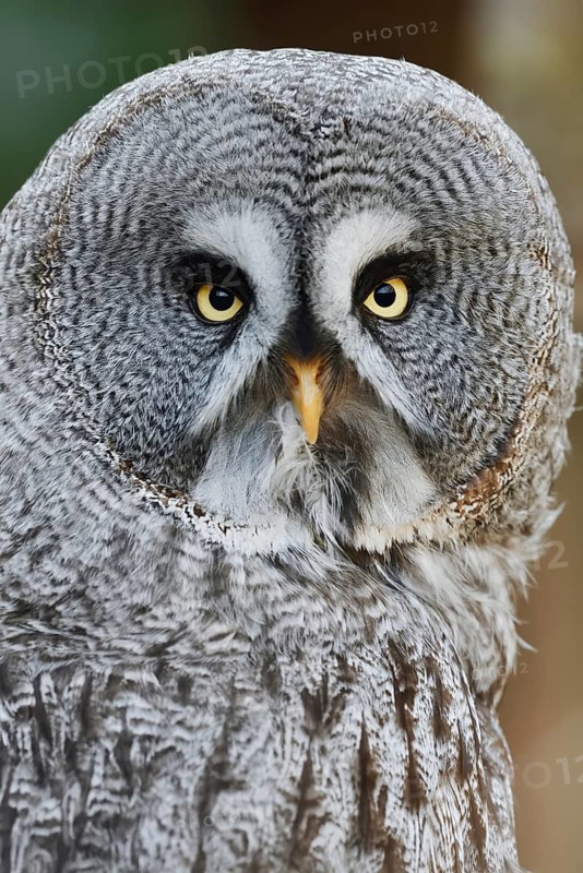 Bearded Owl (Strix nebulosa), portrait, captive, Germany
