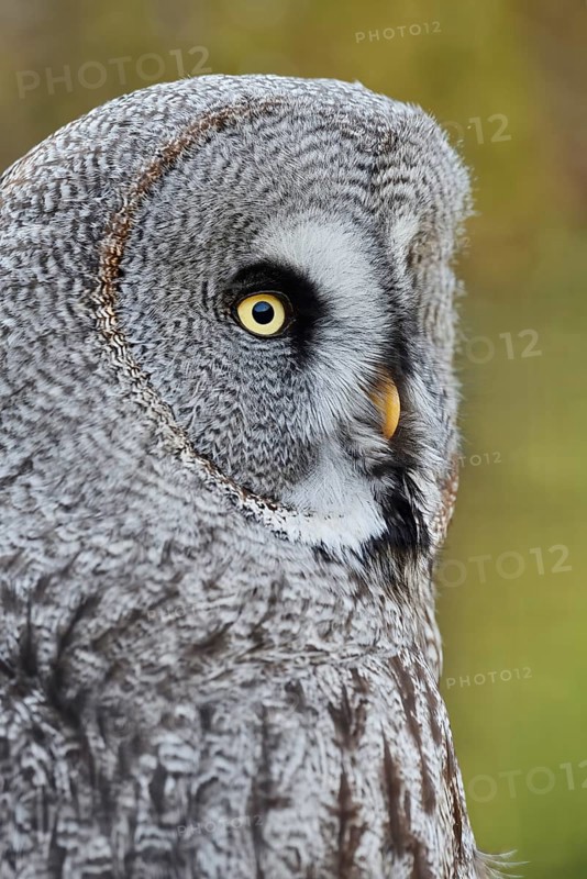 Bearded Owl (Strix nebulosa), portrait, captive, Germany