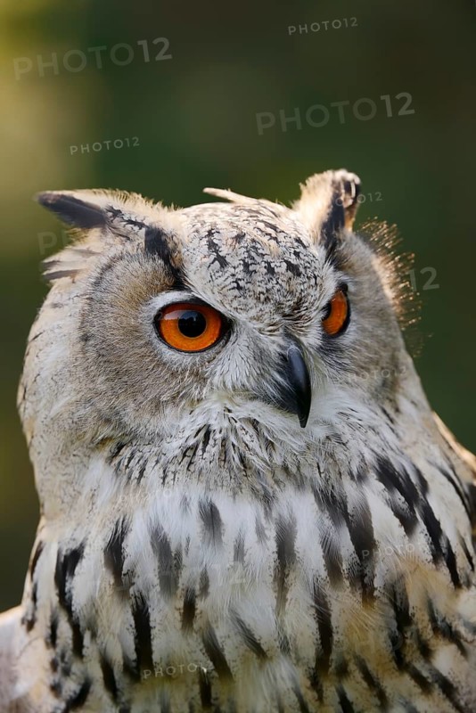 Turkmen Eagle Owl or Turkmen Eagle Owl (Bubo bubo omissus), portrait, captive, occurrence in Asia