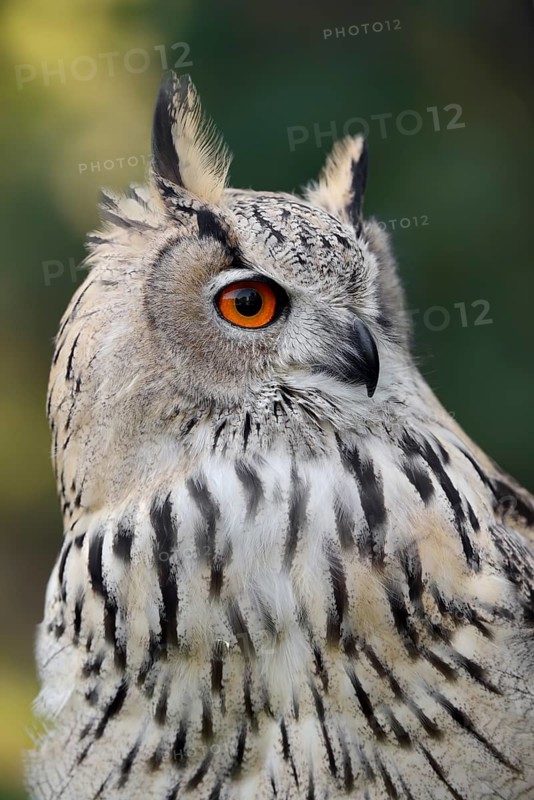 Turkmen Eagle Owl or Turkmen Eagle Owl (Bubo bubo omissus), portrait, captive, occurrence in Asia