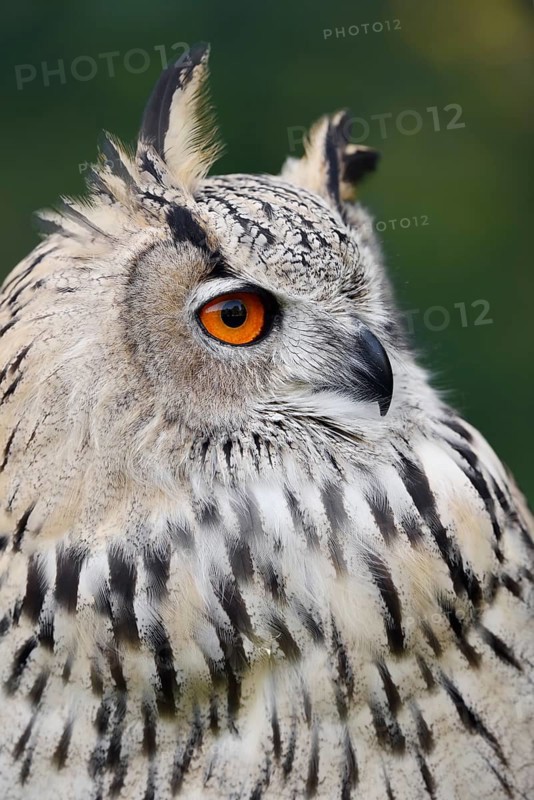 Turkmen Eagle Owl or Turkmen Eagle Owl (Bubo bubo omissus), portrait, captive, occurrence in Asia