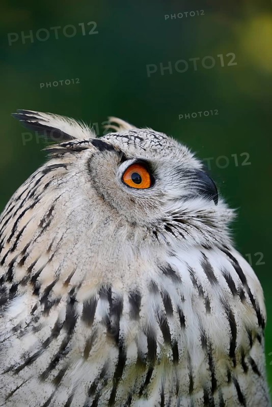 Turkmen Eagle Owl or Turkmen Eagle Owl (Bubo bubo omissus), portrait, captive, occurrence in Asia