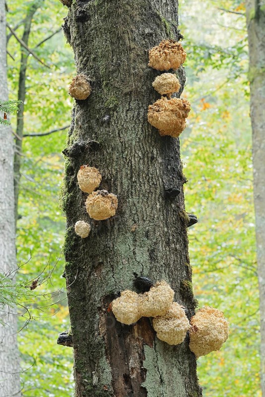 Fir spiny beard (Hericium flagellum) on a dead tree, Bavarian Forest National Park, Bavaria, Germany