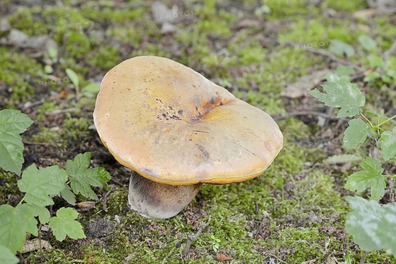 Hornbeam robin (Leccinum pseudoscabrum, Leccinum griseum), North Rhine-Westphalia, Germany