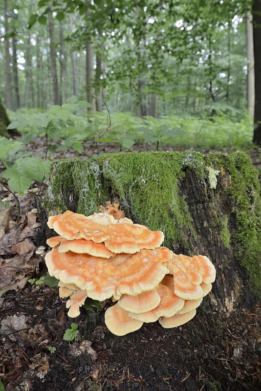 Sulphur polypore (Laetiporus sulphureus) on a tree stump in the forest, North Rhine-Westphalia, Germany