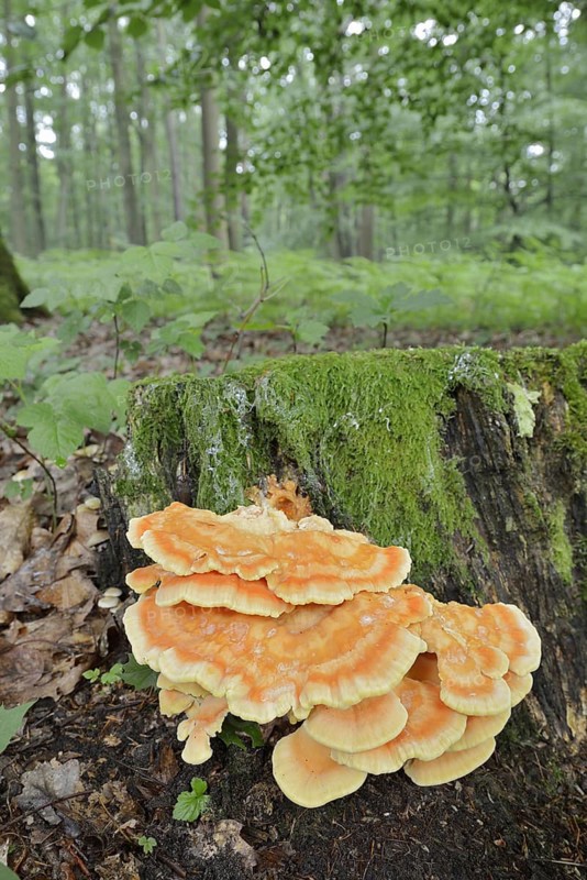 Sulphur polypore (Laetiporus sulphureus) on a tree stump in the forest, North Rhine-Westphalia, Germany