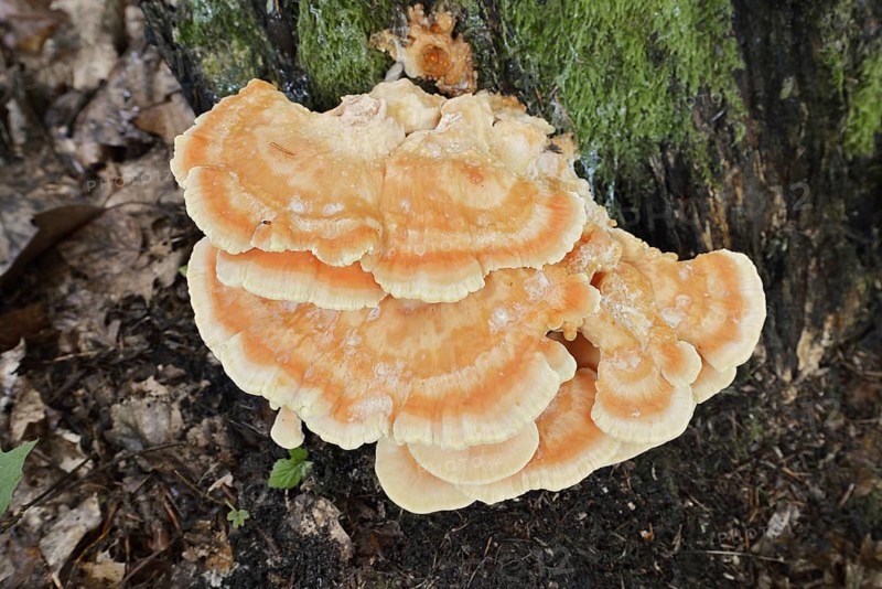 Sulphur polypore (Laetiporus sulphureus), North Rhine-Westphalia, Germany