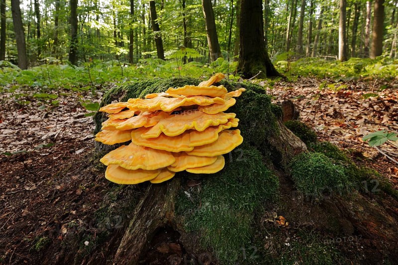 Sulphur polypore (Laetiporus sulphureus) on a mossy tree stump in a forest, North Rhine-Westphalia, Germany