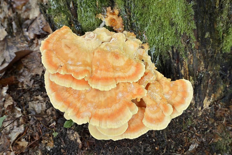 Sulphur polypore (Laetiporus sulphureus), North Rhine-Westphalia, Germany