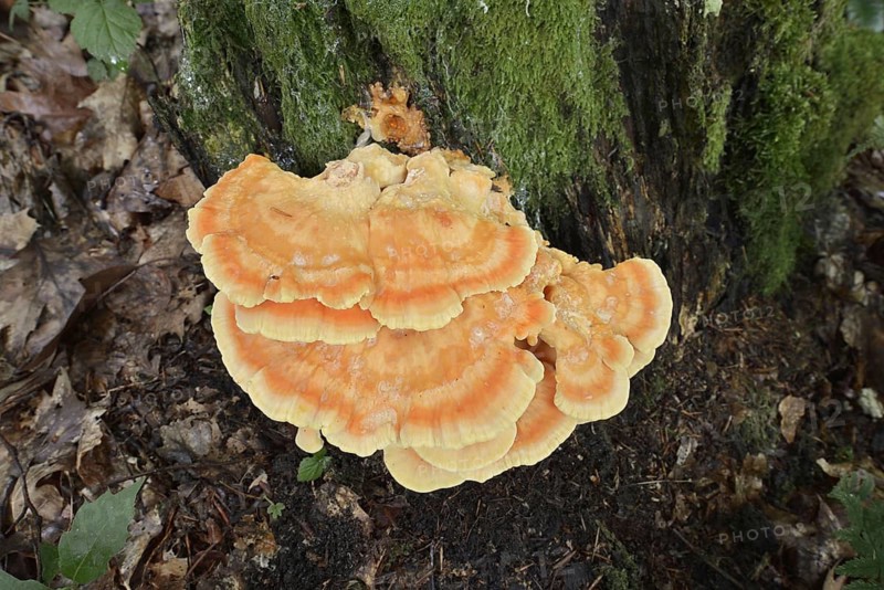 Sulphur polypore (Laetiporus sulphureus), North Rhine-Westphalia, Germany