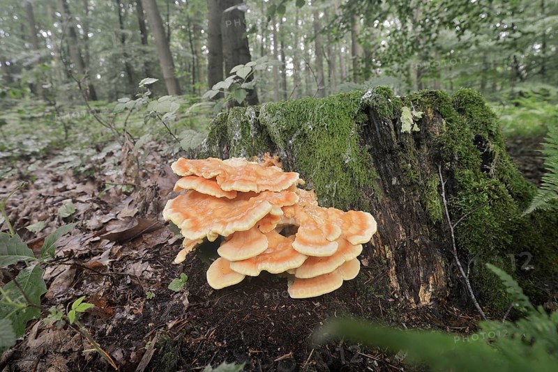 Sulphur polypore (Laetiporus sulphureus) on a tree stump in a forest, North Rhine-Westphalia, Westphalia, Germany