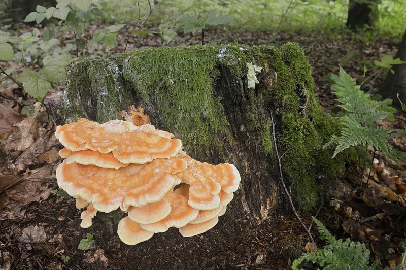 Sulphur polypore (Laetiporus sulphureus) on a tree stump, North Rhine-Westphalia, Germany