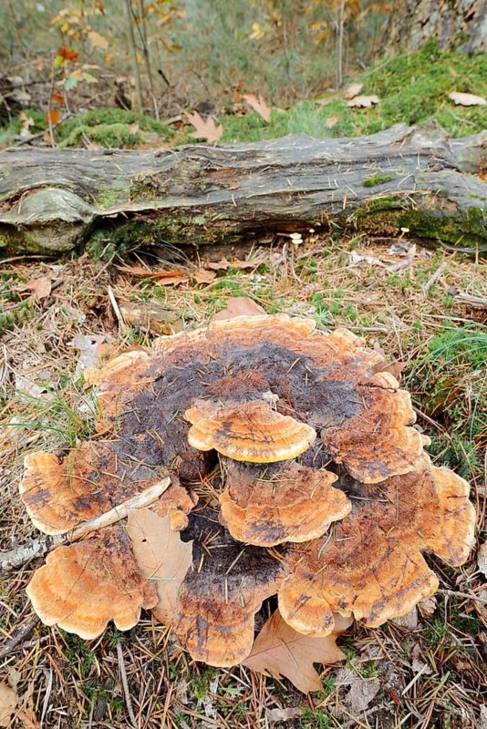 Pine Brown Porling (Phaeolus spadiceus, Phaeolus schweinitzii), Gelderland, Netherlands