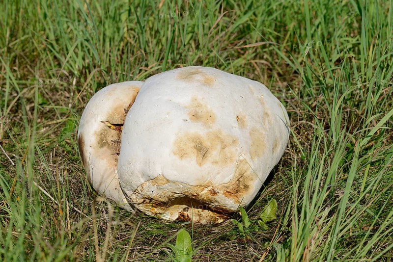 Giant bovist (Langermannia gigantea), North Rhine-Westphalia, Germany