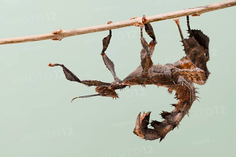 Giant prickly stick insect (Extatosoma tiaratum), female, captive, native to Australia