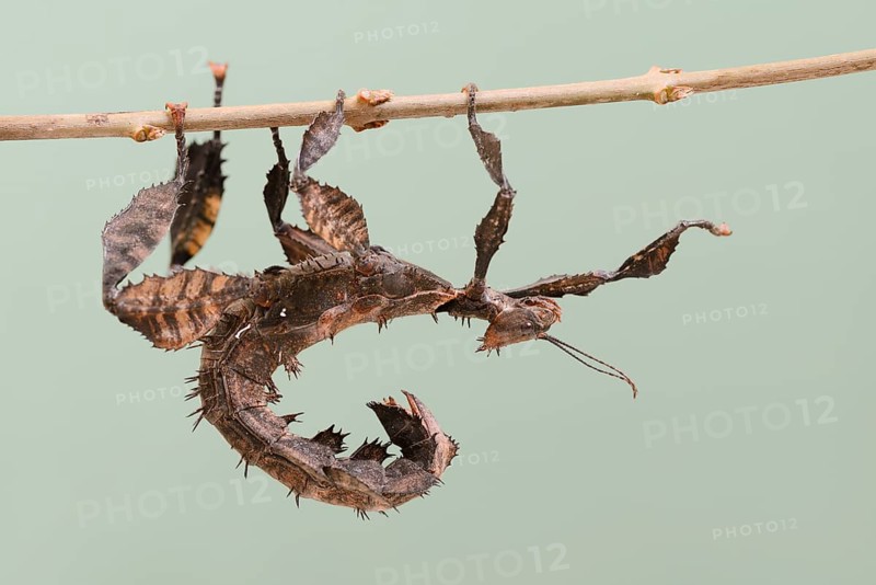 Giant prickly stick insect (Extatosoma tiaratum), female, captive, native to Australia