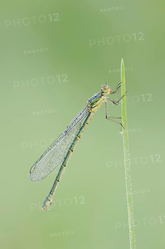 Willow Emerald Damselfly (Chalcolestes viridis), female, North Rhine-Westphalia, Germany