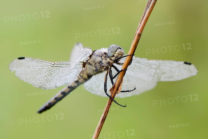 Black-tailed Skimmer (Orthetrum cancellatum), female with dewdrops, North Rhine-Westphalia, Germany