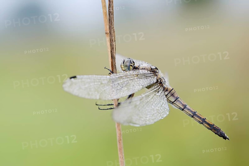 Black-tailed Skimmer (Orthetrum cancellatum), female with dewdrops, North Rhine-Westphalia, Germany