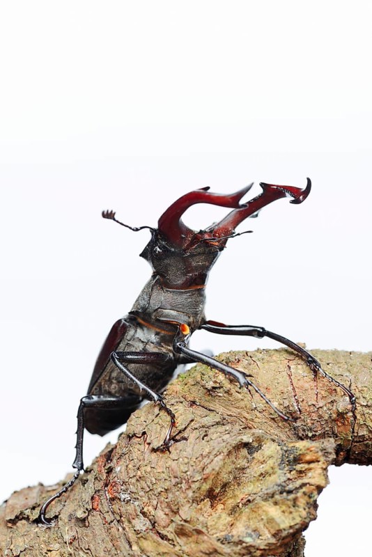 Stag beetle (Lucanus cervus), male on a branch against a white background