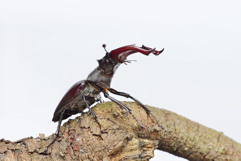 Stag beetle (Lucanus cervus), male on a branch against a white background
