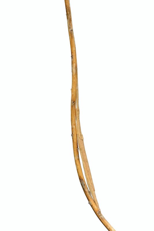 Pink winged stick insect (Sipyloidea chlorotica, Sipyloidea sipylus) sits well camouflaged on a twig against a white background, captive, native to Asia