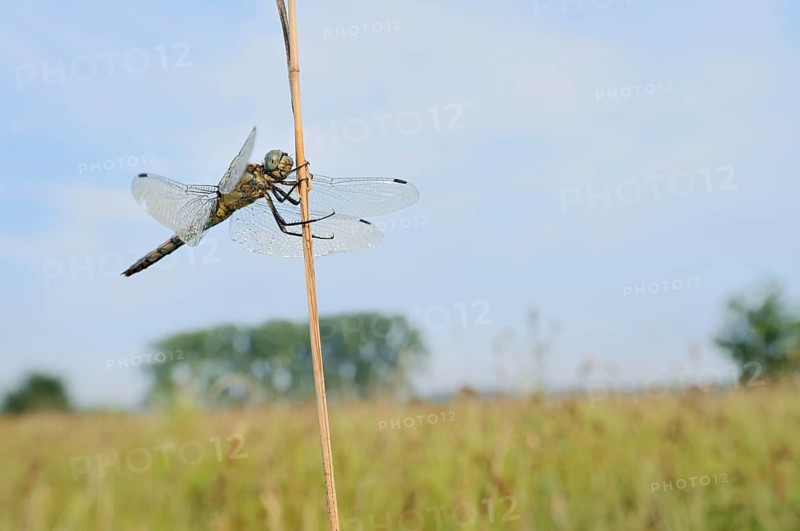 Black-tailed Skimmer (Orthetrum cancellatum), female, North Rhine-Westphalia, Germany