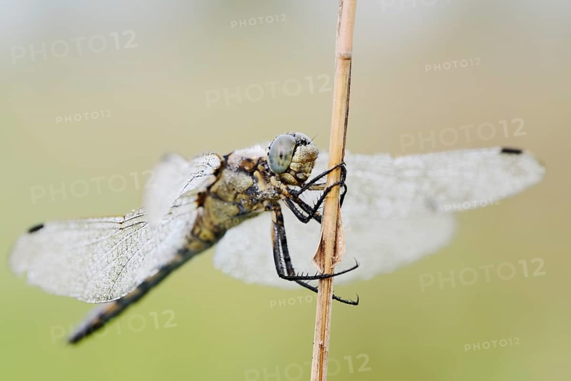 Black-tailed Skimmer (Orthetrum cancellatum), female with dewdrops, North Rhine-Westphalia, Germany