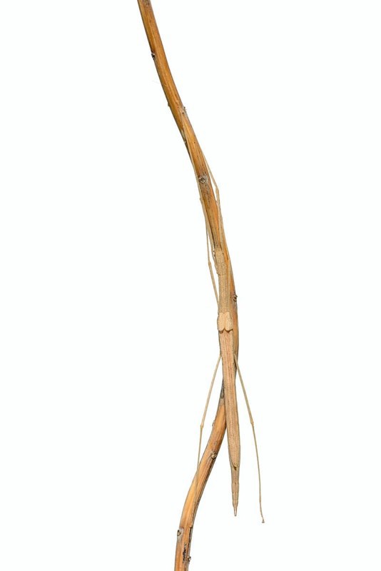 Pink winged stick insect (Sipyloidea chlorotica, Sipyloidea sipylus) on a twig against a white background, captive, native to Asia