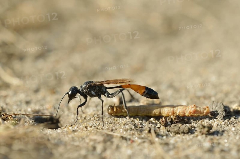 Red-banded sand wasp (Ammophila sabulosa) with captured caterpillar, North Rhine-Westphalia, Germany