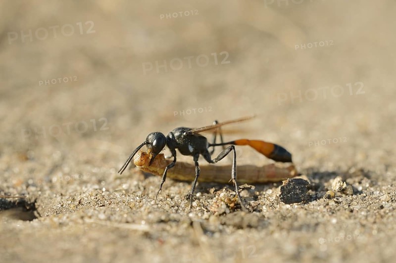 Red-banded sand wasp (Ammophila sabulosa) with captured caterpillar, North Rhine-Westphalia, Germany