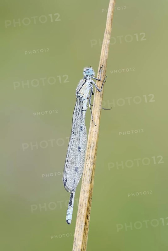 Common blue damselfly (Enallagma cyathigerum), male with dewdrops, North Rhine-Westphalia, Germany