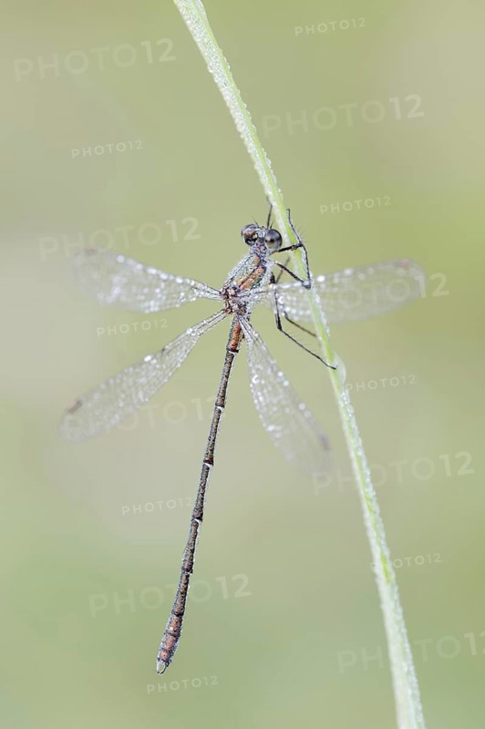 Willow Emerald Damselfly (Chalcolestes viridis), male, North Rhine-Westphalia, Germany